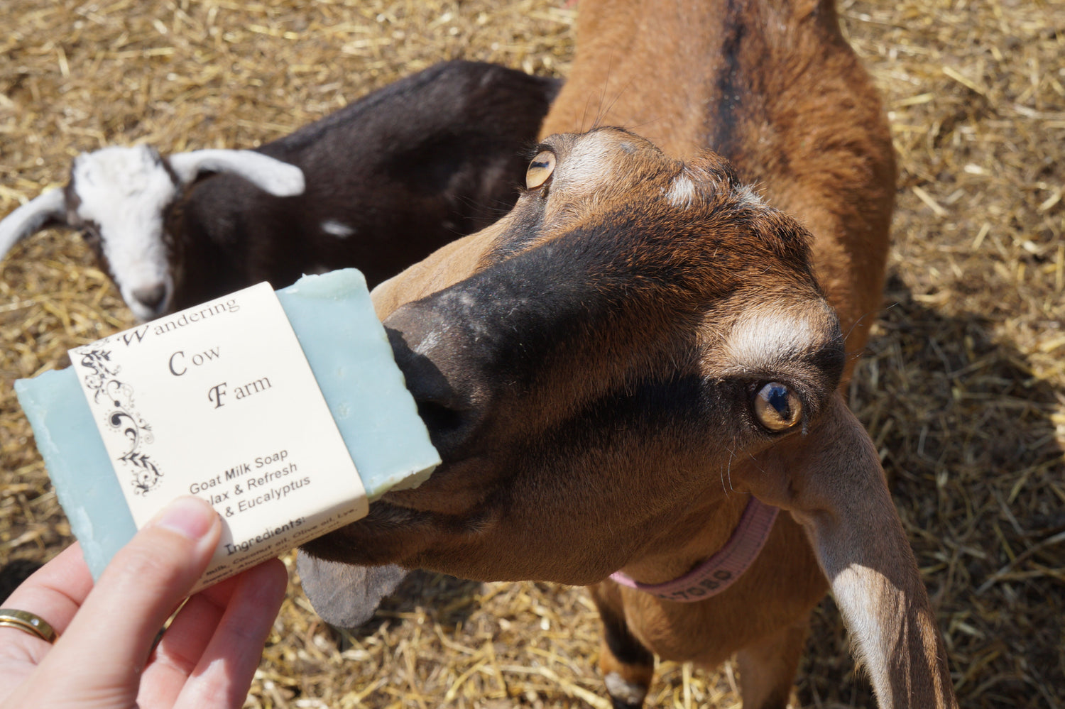 Goat Milk Soaps